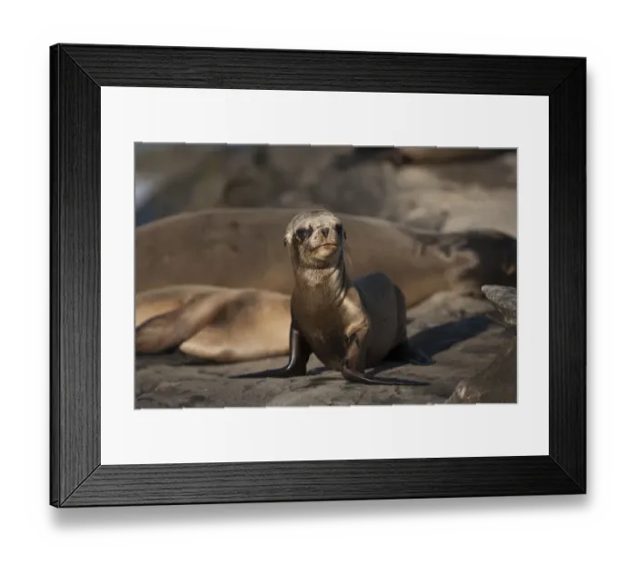 Framed Print : USA, California, La Jolla. Baby sea lion on sand Framed Print : USA, California, La Jolla. Baby sea lion on sand