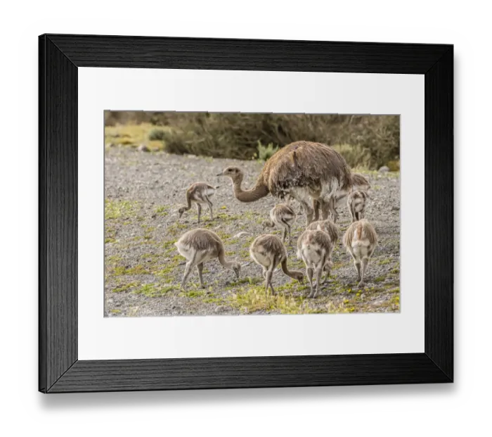 Framed Print : South America, Chile, Patagonia. Male rhea and chicks