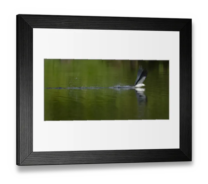 Framed Print : Swallow-tailed coming down to drink or wash lower body, Elanoides forficatus, Lake Woodruff NWR Framed Print : Swallow-tailed coming down to drink or wash lower body, Elanoides forficatus, Lake Woodruff NWR