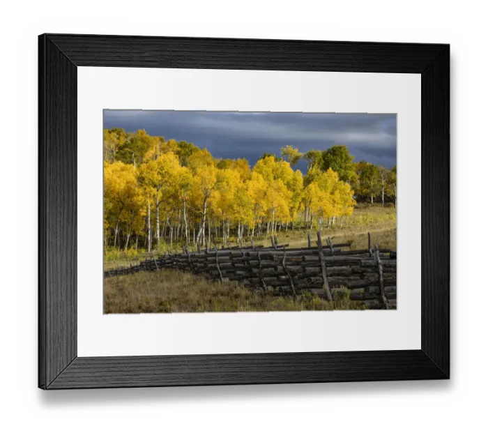 Framed Print : Landscape, Scenic, Populus tremuloides, us06 aje0181 Framed Print : Landscape, Scenic, Populus tremuloides, us06 aje0181
