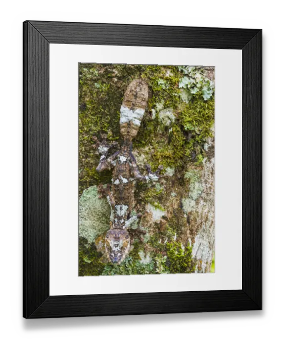 Framed Print : Leaf-tailed Gecko, Toamasina Province, Madagascar Framed Print : Leaf-tailed Gecko, Toamasina Province, Madagascar
