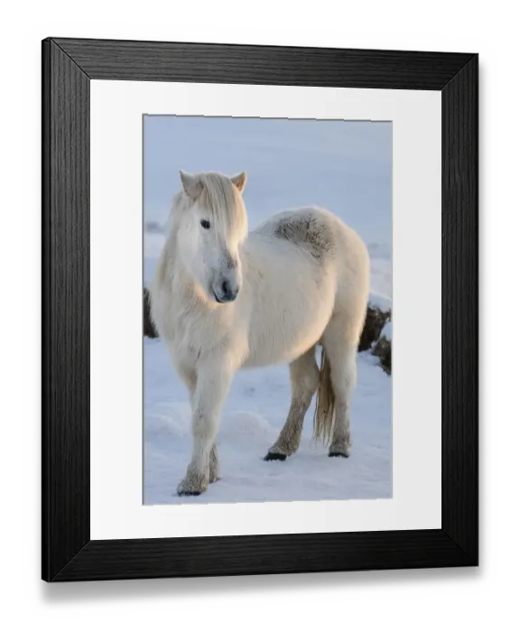 Framed Print : Icelandic horses in south Iceland