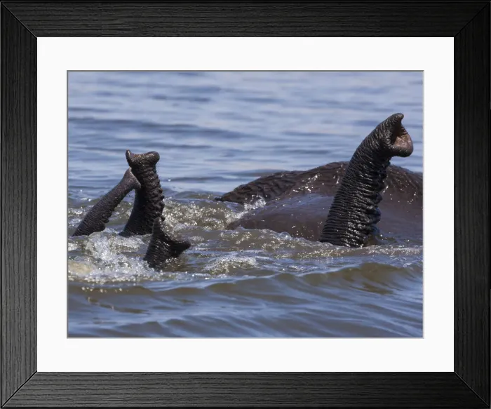 Framed Print : African elephants, Chobe National Park, Botswana