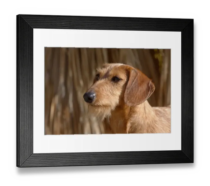 Framed Print : Portrait of a Doxen MR Framed Print : Portrait of a Doxen MR