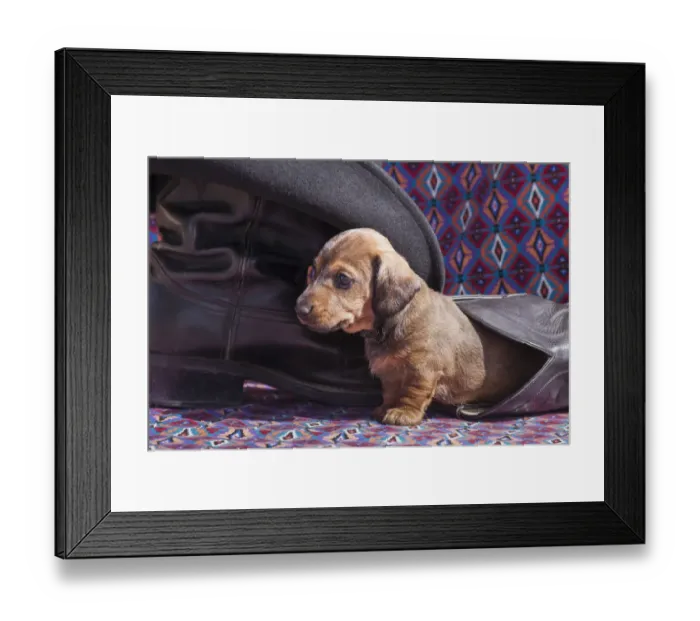 Framed Print : Doxen puppy MR