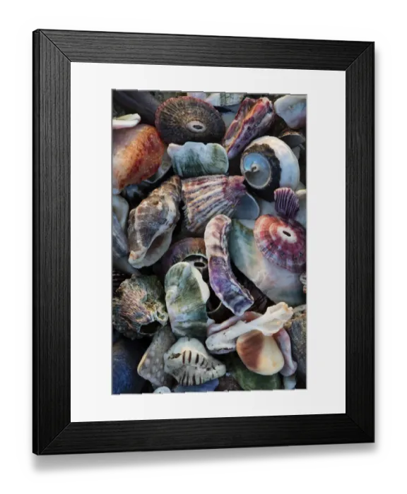 Framed Print : USA, California, La Jolla. Seashells on beach
