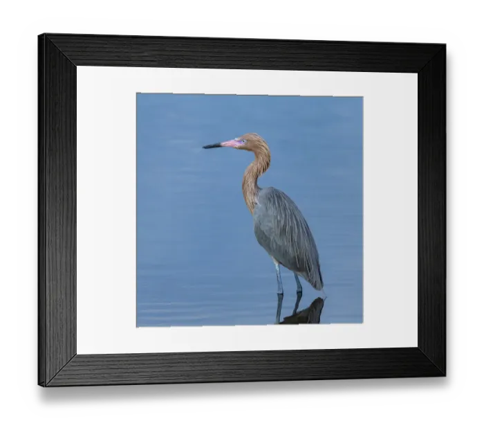 Framed Print : Reddish egret, Egretta rufescens, Merritt Island NWR, Florida, USA Framed Print : Reddish egret, Egretta rufescens, Merritt Island NWR, Florida, USA