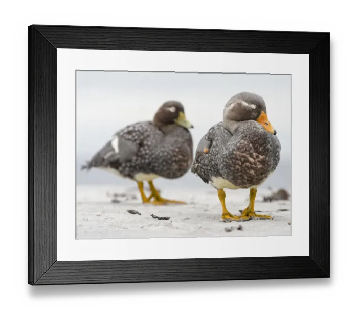 Framed Print : Falkland flightless steamer duck (Tachyeres brachypterus), a flightless duck endemic Framed Print : Falkland flightless steamer duck (Tachyeres brachypterus), a flightless duck endemic