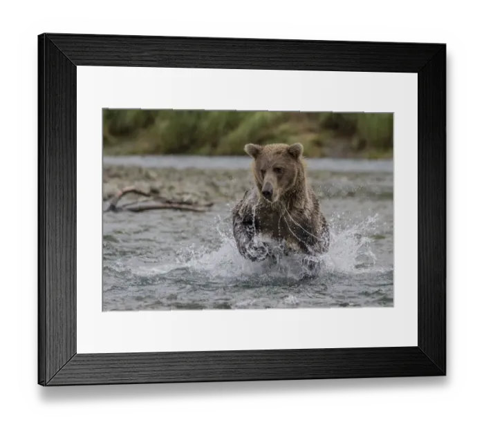 Framed Print : North America, USA, Alaska, Katmai National Park