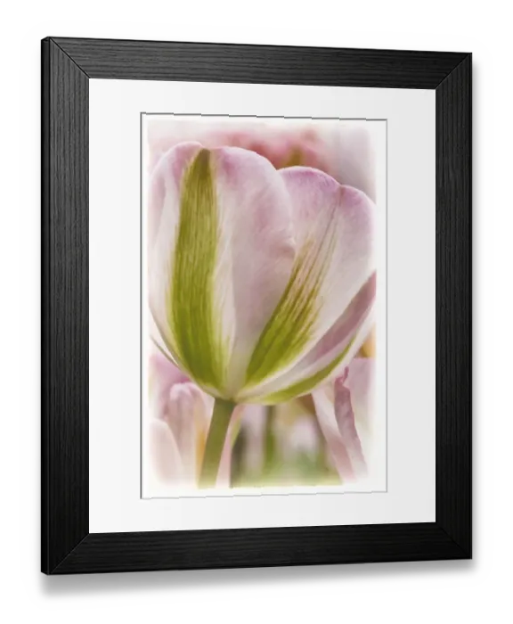 Framed Print : Netherlands, Lisse, Keukenhof Gardens, Tulip, Digitally Altered