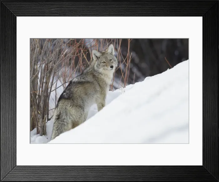 Framed Print : Coyote; Winter Survival Framed Print : Coyote; Winter Survival