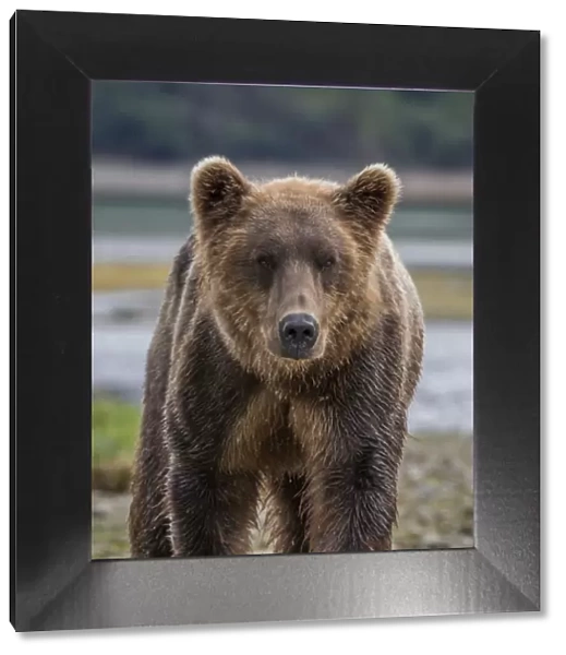 North America, USA, Alaska, Katmai National Park. Closeup of Grizzly Bear, Ursus arctos