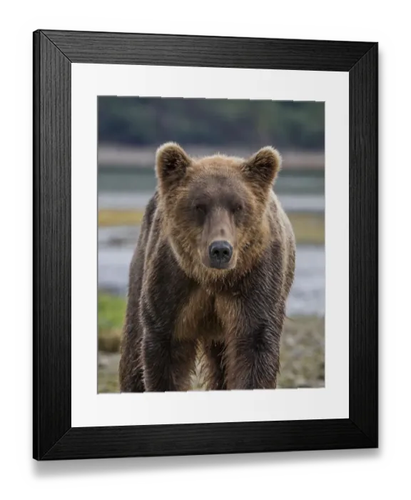 Framed Print : North America, USA, Alaska, Katmai National Park. Closeup of Grizzly Bear, Ursus arctos