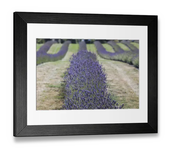 Framed Print : New Zealand, South Island, Otago, Wanaka, lavender farm