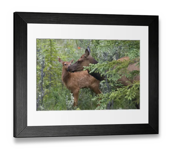Framed Print : Rocky Mountain Cow Elk with Calf Framed Print : Rocky Mountain Cow Elk with Calf