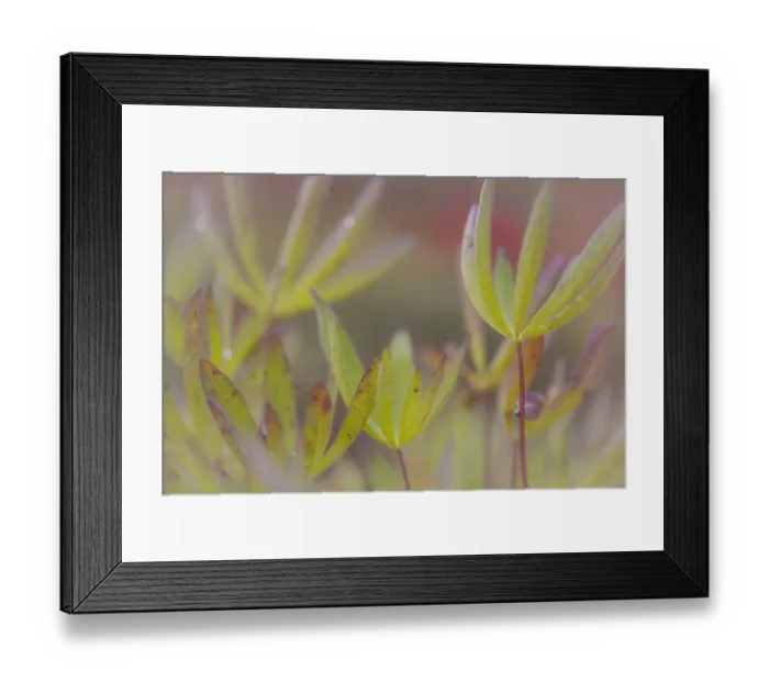 Framed Print : USA, Alaska, Brooks Range. Close-up of lupine leaves Framed Print : USA, Alaska, Brooks Range. Close-up of lupine leaves