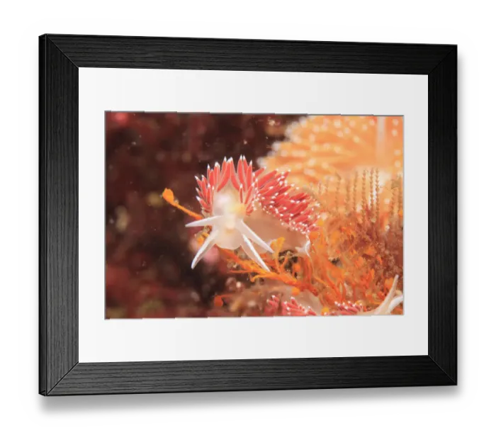 Framed Print : Nudibranch (Coryphella rufibranchialis), Inside Passage, Sitka Area, S. E. Alaska, USA Framed Print : Nudibranch (Coryphella rufibranchialis), Inside Passage, Sitka Area, S. E. Alaska, USA
