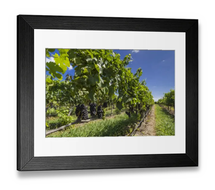 Framed Print : New Zealand, North Island, Hawkes Bay, Havelock North, vineyard