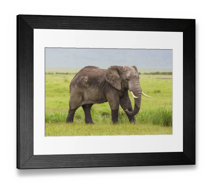Framed Print : Africa. Tanzania. African elephant (Loxodonta africana) at the crater in the Ngorongoro Framed Print : Africa. Tanzania. African elephant (Loxodonta africana) at the crater in the Ngorongoro