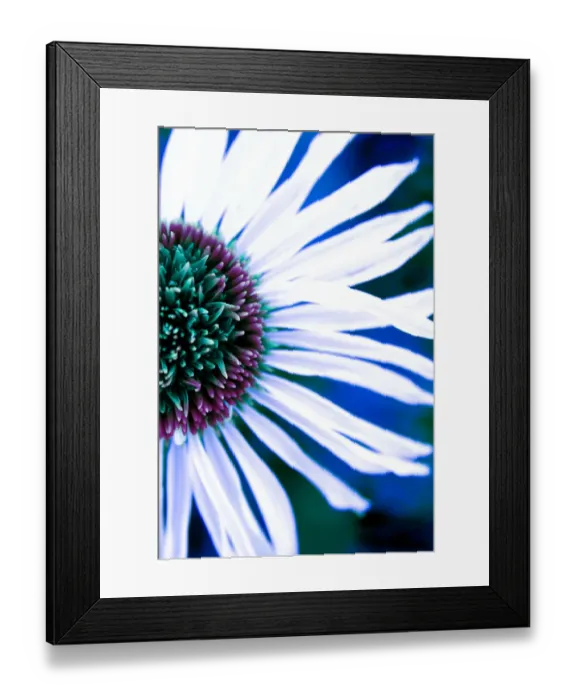 Framed Print : Close up of a Lazy Daisy Framed Print : Close up of a Lazy Daisy