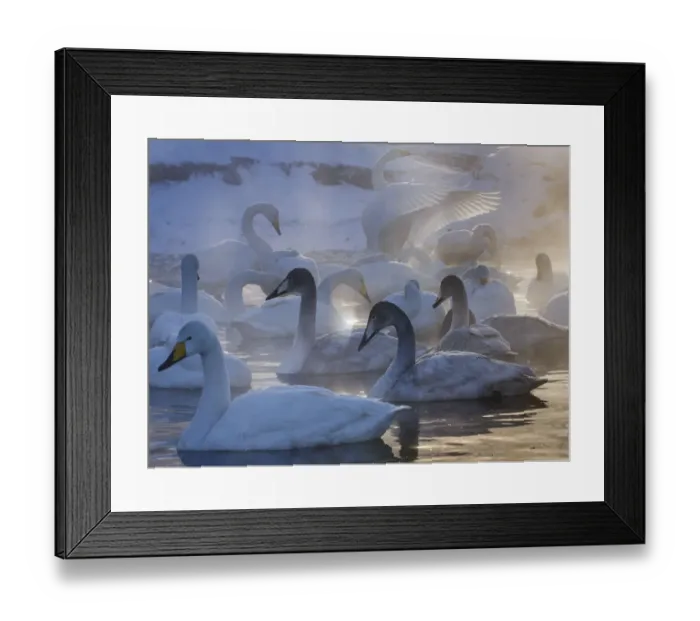 Framed Print : Whooper swans, Hokkaido Island, Japan