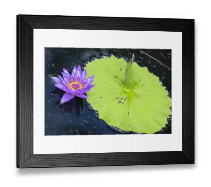 Framed Print : Tropical Day-flowering Waterlily, USA