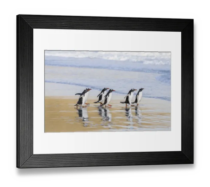 Framed Print : Gentoo Penguin (Pygoscelis papua), Falkland Islands. South America, Falkland Islands Framed Print : Gentoo Penguin (Pygoscelis papua), Falkland Islands. South America, Falkland Islands