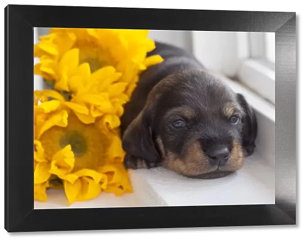 Doxen Puppy with sunflower MR