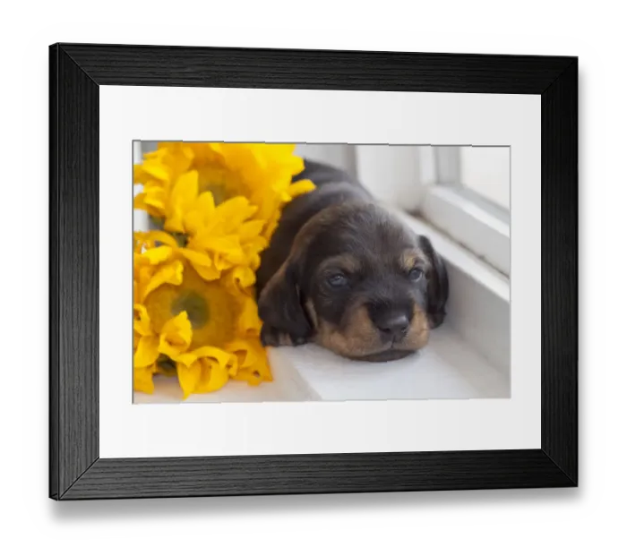 Framed Print : Doxen Puppy with sunflower MR Framed Print : Doxen Puppy with sunflower MR