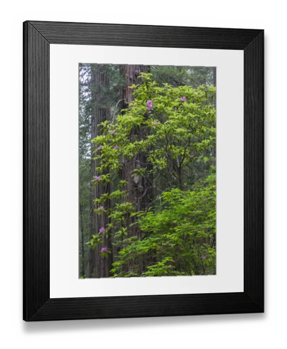 Framed Print : CA, Del Norte Coast Redwoods State Park, Redwood trees and rhododendrons Framed Print : CA, Del Norte Coast Redwoods State Park, Redwood trees and rhododendrons
