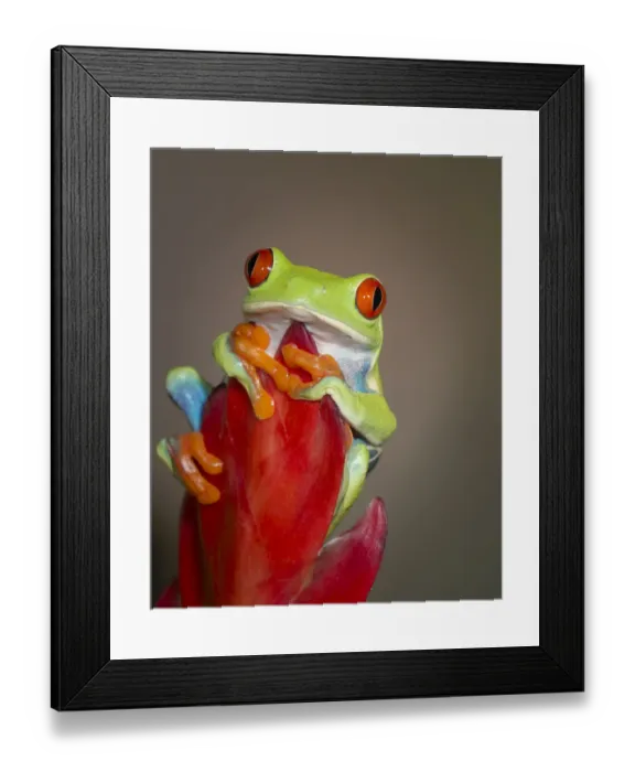 Framed Print : Red-eyed tree frog, Agalychnis callidryas, captive, controlled conditions Framed Print : Red-eyed tree frog, Agalychnis callidryas, captive, controlled conditions