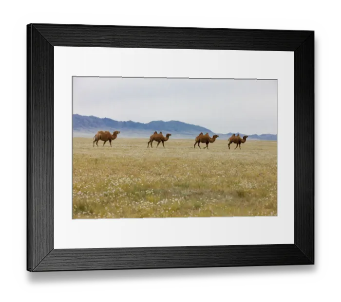 Framed Print : Bactrian Camel Herd. Gobi Desert. Mongolia Framed Print : Bactrian Camel Herd. Gobi Desert. Mongolia