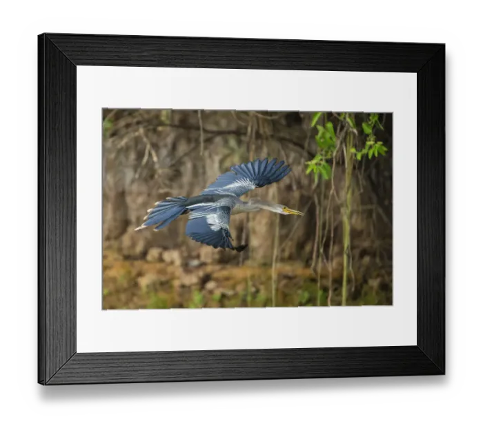 Framed Print : South America. Brazil. An anhinga (Anhinga anhinga) flying along a river bank in the Pantanal Framed Print : South America. Brazil. An anhinga (Anhinga anhinga) flying along a river bank in the Pantanal