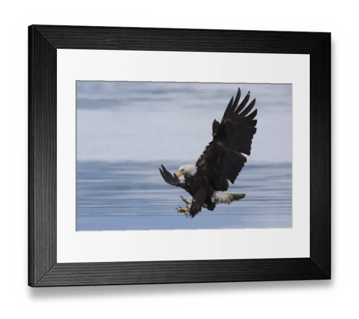 Framed Print : Bald Eagle Attacking Framed Print : Bald Eagle Attacking