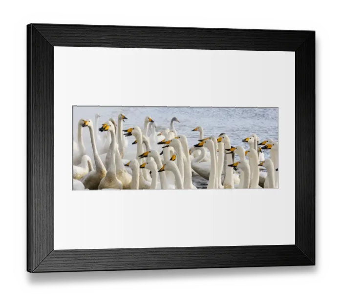 Framed Print : Asia, Japan, Hokkaido, Lake Kussharo, Flock of Whooper Swans Framed Print : Asia, Japan, Hokkaido, Lake Kussharo, Flock of Whooper Swans