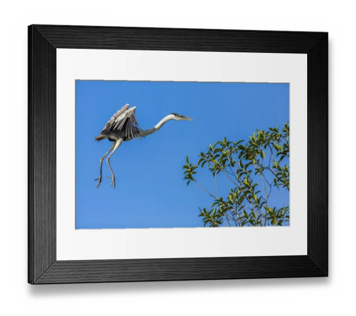 Framed Print : Great Blue Heron prepares to land on a tree over the Brazilian Pantanal with blue sky in the background Framed Print : Great Blue Heron prepares to land on a tree over the Brazilian Pantanal with blue sky in the background