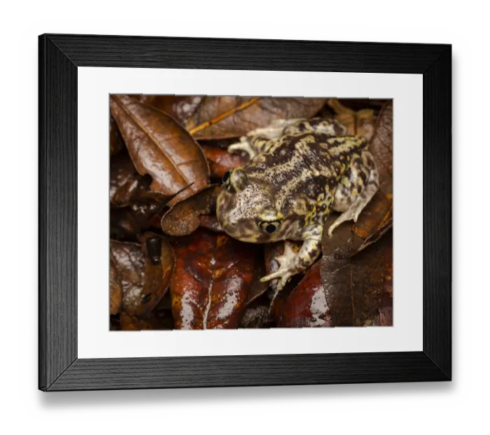 Framed Print : Eastern Spadefoot Toad, Scaphiopus holbrookii, Central Florida Framed Print : Eastern Spadefoot Toad, Scaphiopus holbrookii, Central Florida