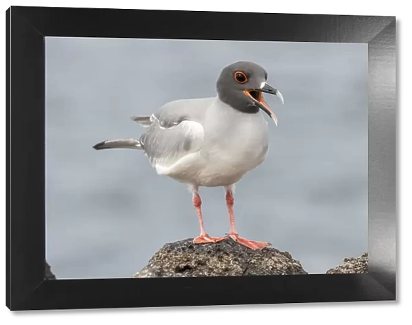 South America, Ecuador, Galapagos National Park. Swallow-tailed gull panting to stay cool