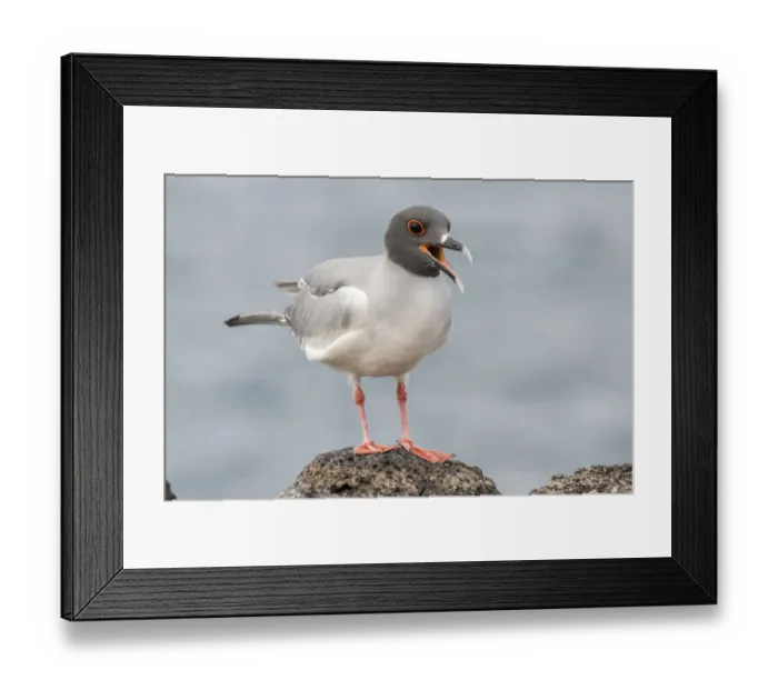 Framed Print : South America, Ecuador, Galapagos National Park. Swallow-tailed gull panting to stay cool Framed Print : South America, Ecuador, Galapagos National Park. Swallow-tailed gull panting to stay cool