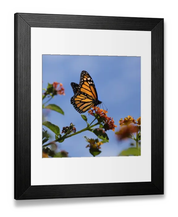 Framed Print : USA, California. Monarch butterfly on lantana flower