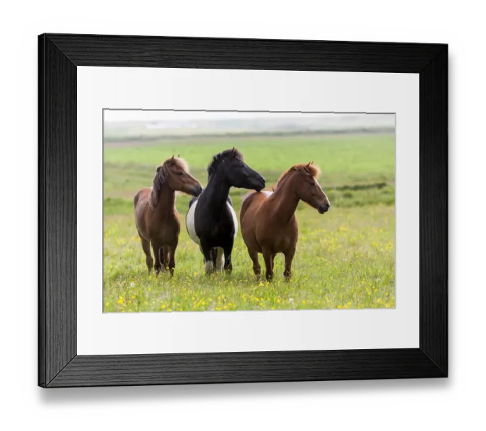 Framed Print : Europe, Iceland, Southwest Iceland. Icelandic horses enjoy a wildflower strewn field Framed Print : Europe, Iceland, Southwest Iceland. Icelandic horses enjoy a wildflower strewn field