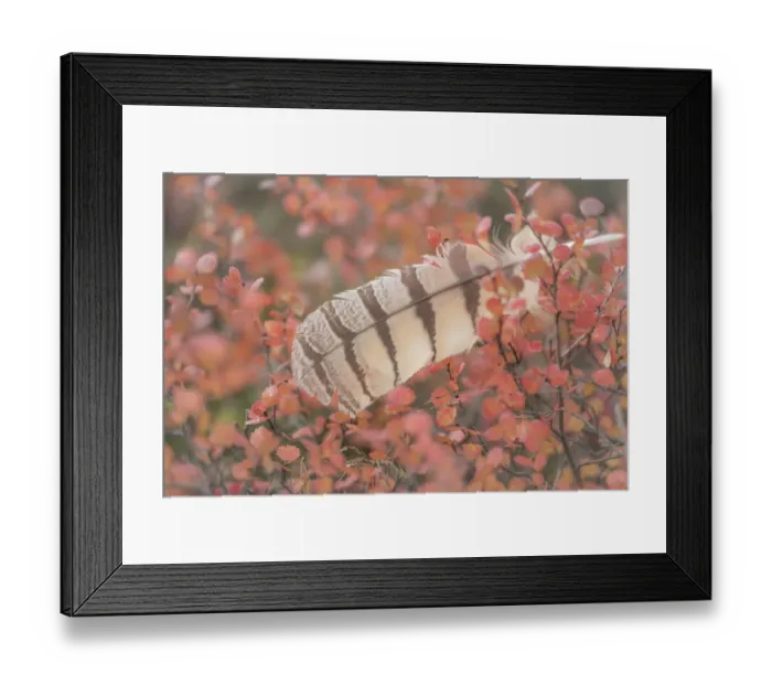 Framed Print : USA, Alaska, Brooks Range. Owl feather caught in dwarf birch