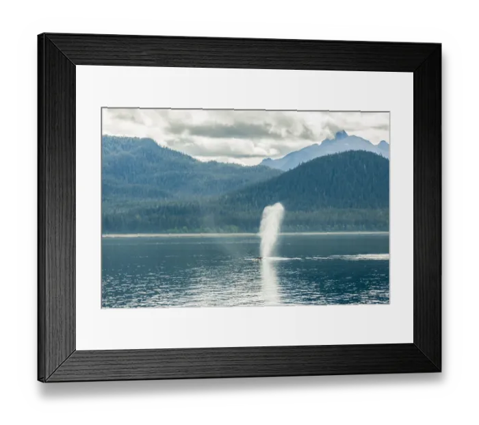 Framed Print : USA, Alaska, Tongass National Forest. Humpback whale spouts on surface. Credit as Framed Print : USA, Alaska, Tongass National Forest. Humpback whale spouts on surface. Credit as