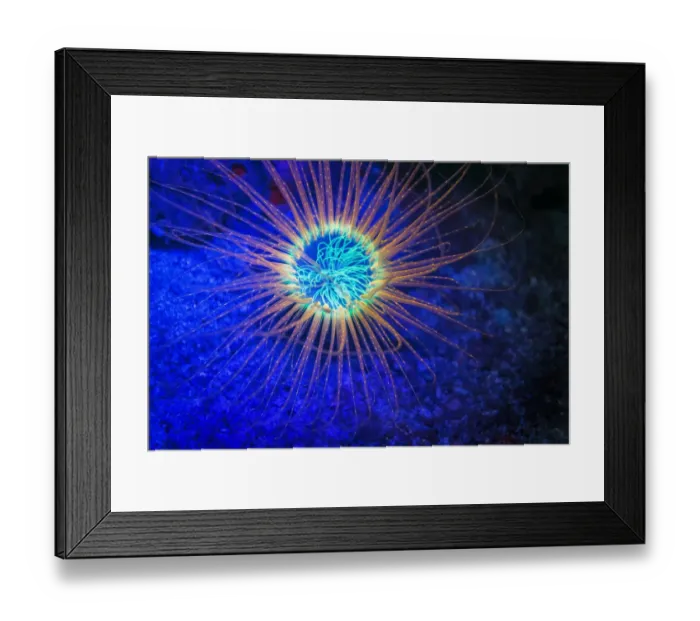 Framed Print : Burrowing Tube Anemone, Night Fluorescing, Puerto Galera, Philippines Framed Print : Burrowing Tube Anemone, Night Fluorescing, Puerto Galera, Philippines
