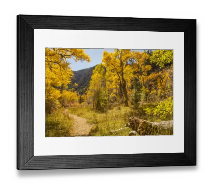 Framed Print : USA, Colorado, Grizzly Creek Trail. Cottonwood trees in fall color Framed Print : USA, Colorado, Grizzly Creek Trail. Cottonwood trees in fall color