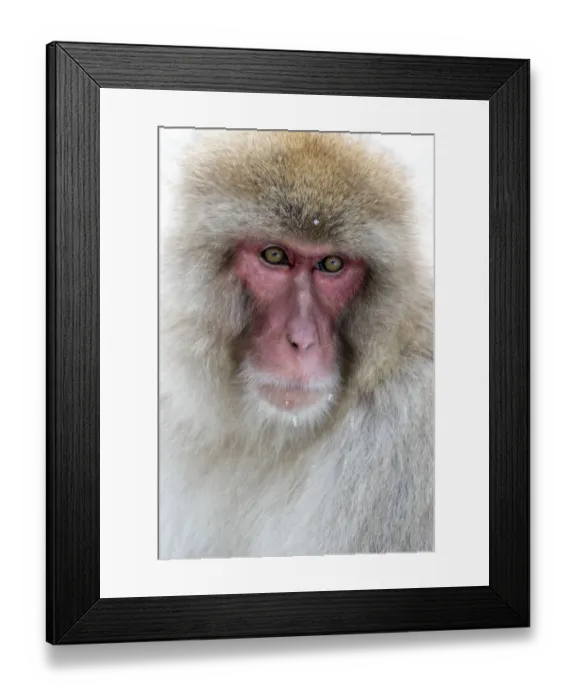 Framed Print : Asia, Japan, Yamanouchi, Jigokudani Monkey Park, Portrait of a Monkey