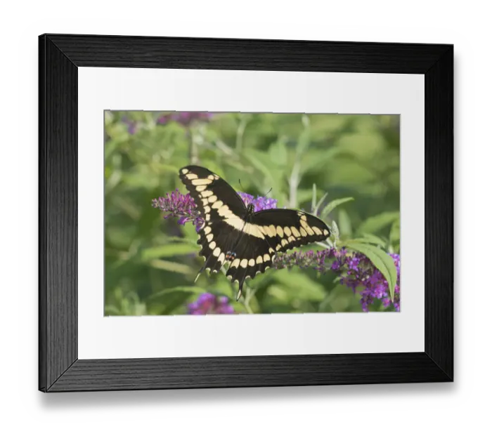 Framed Print : 03017-01504 Giant Swallowtail (Papilio cresphontes) on Butterfly Bush (Buddleja davidii) Marion Co Framed Print : 03017-01504 Giant Swallowtail (Papilio cresphontes) on Butterfly Bush (Buddleja davidii) Marion Co