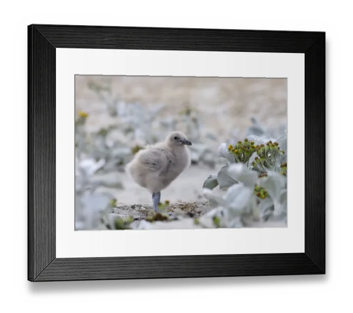 Framed Print : Chick of Falkland Skua or Brown Skua (Stercorarius antarcticus, exact taxonomy is under dispute) Framed Print : Chick of Falkland Skua or Brown Skua (Stercorarius antarcticus, exact taxonomy is under dispute)
