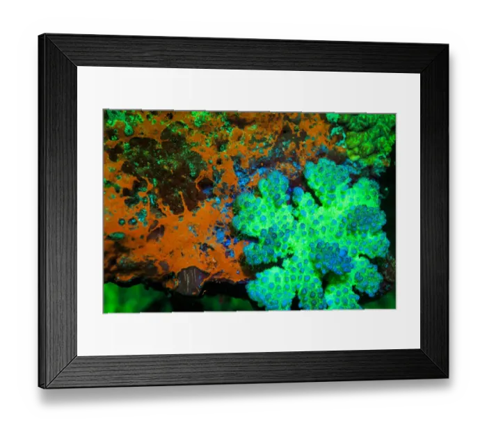 Framed Print : Fluorescing Underwater Macro images Framed Print : Fluorescing Underwater Macro images