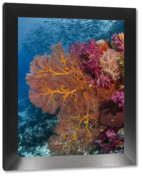 Fiji. Fish and coral reefscape. Credit as: Jones & Shimlock  /  Jaynes Gallery  /  DanitaDelimont